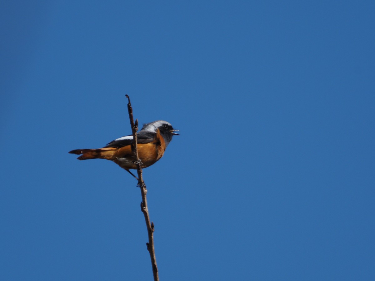 Daurian Redstart - ML423253501