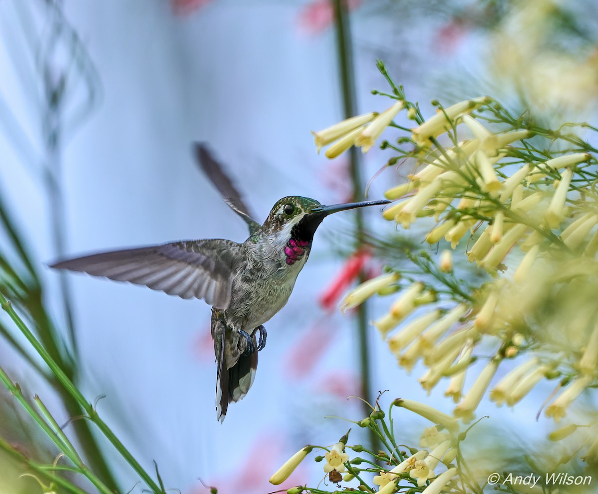 Long-billed Starthroat - Andrew Wilson