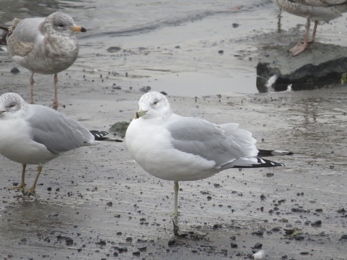 Ring-billed Gull - ML42325431