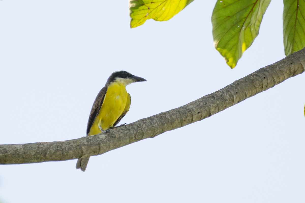 Boat-billed Flycatcher - ML423257411