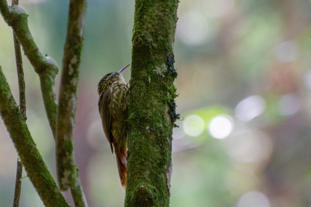 Lesser Woodcreeper - ML423257561