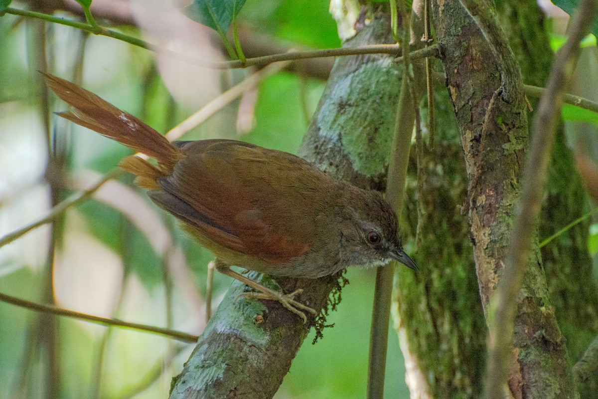 Gray-bellied Spinetail - ML423257611