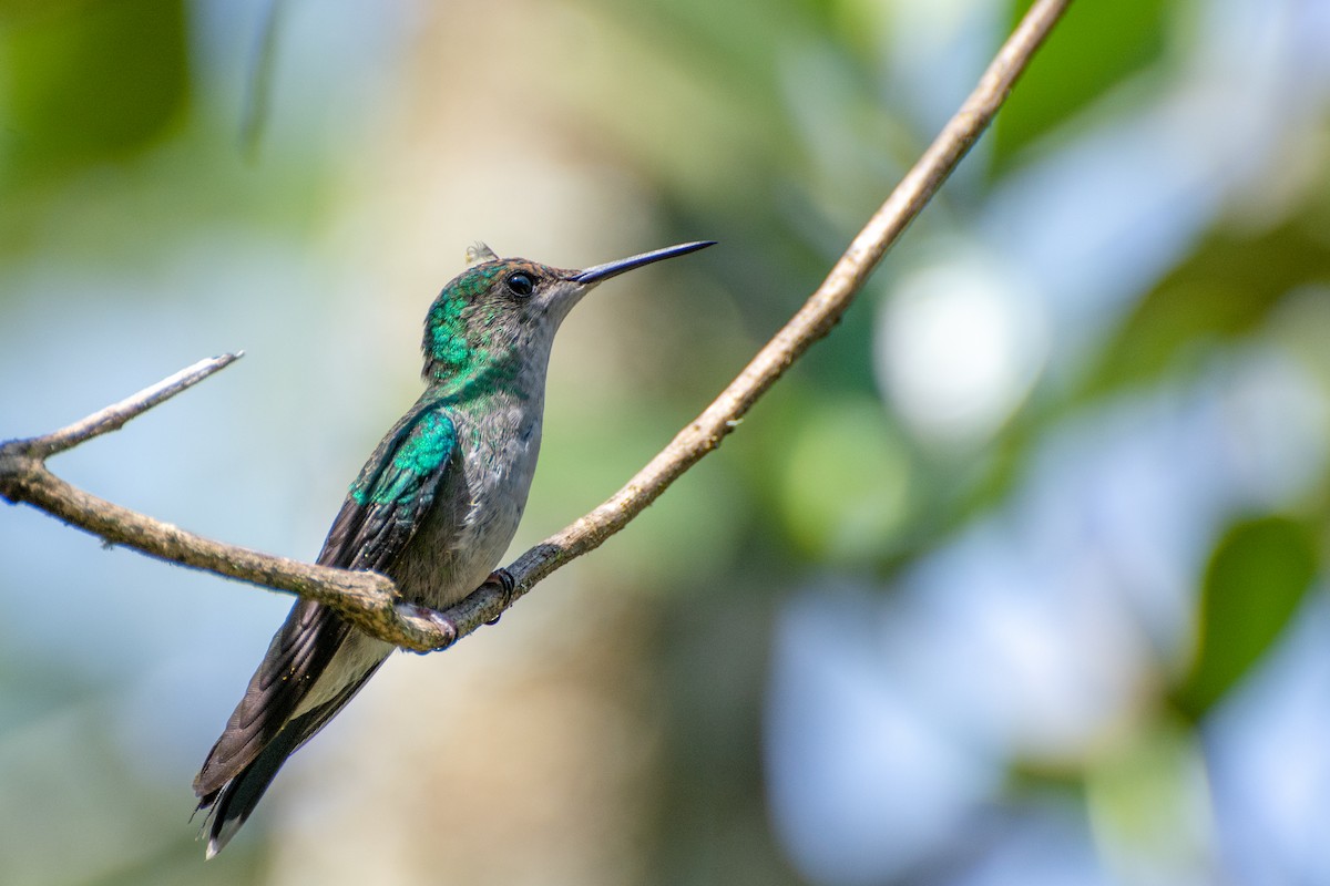 Violet-capped Woodnymph - ML423257661