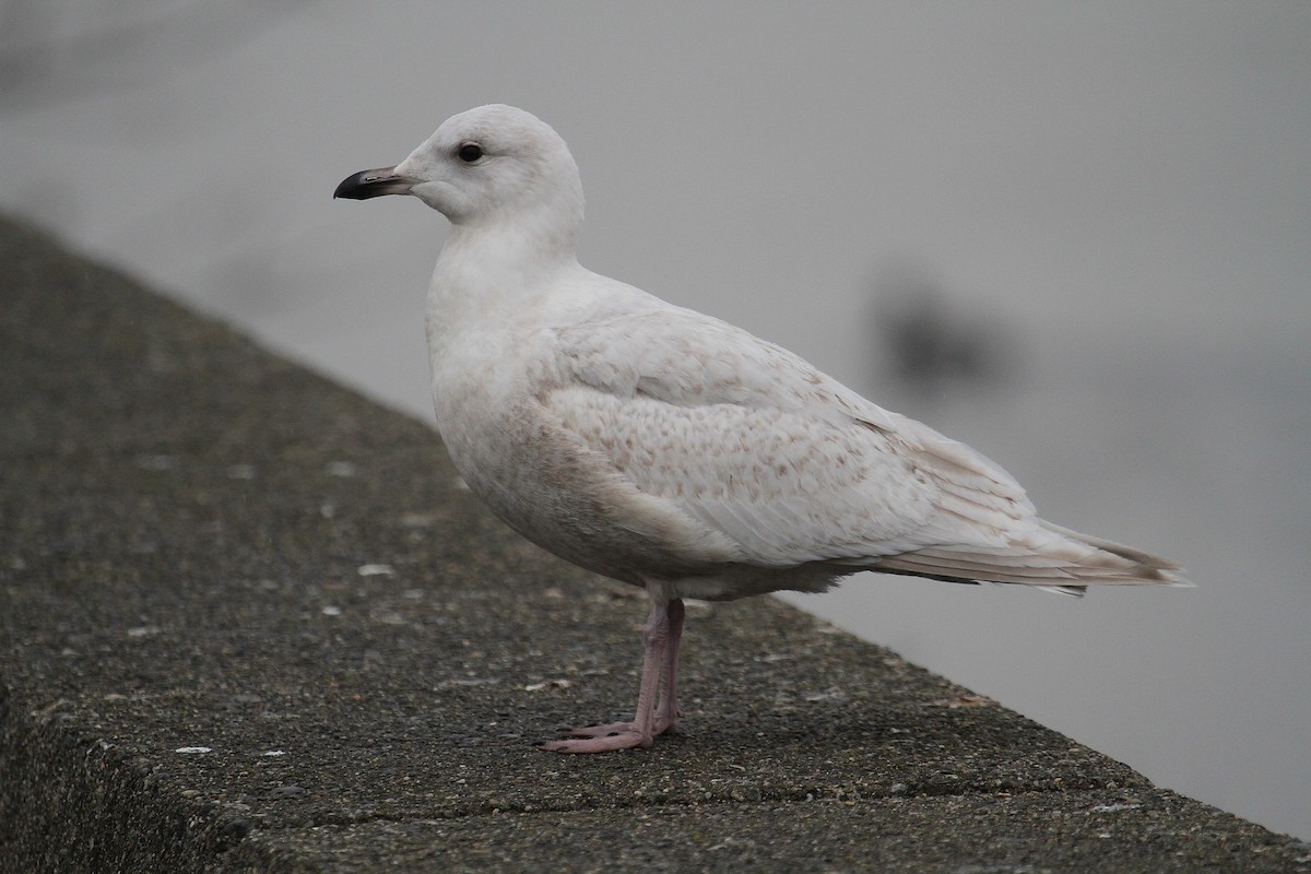 Iceland Gull - Bob Stymeist