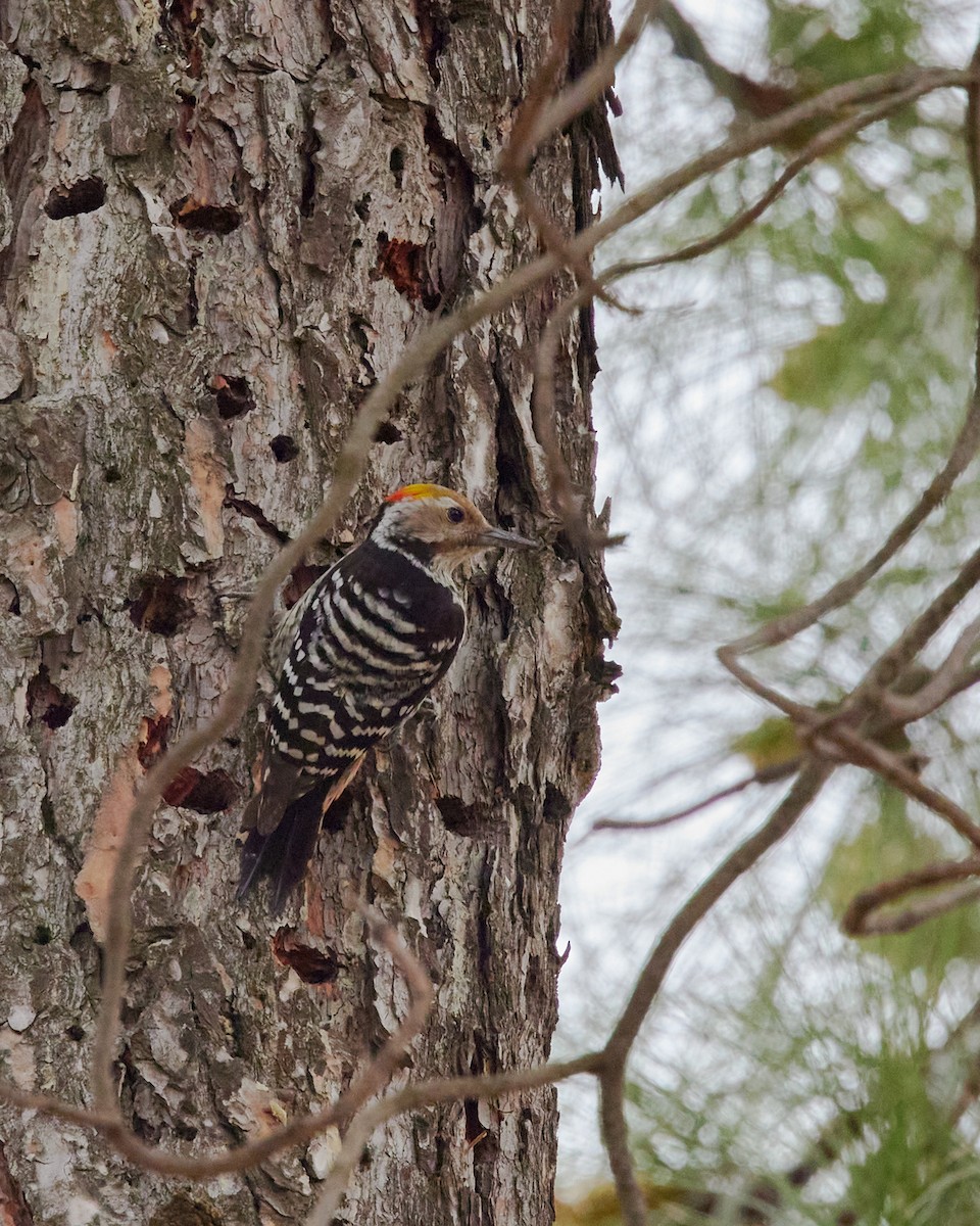 キボウシアカゲラ - ML423257821