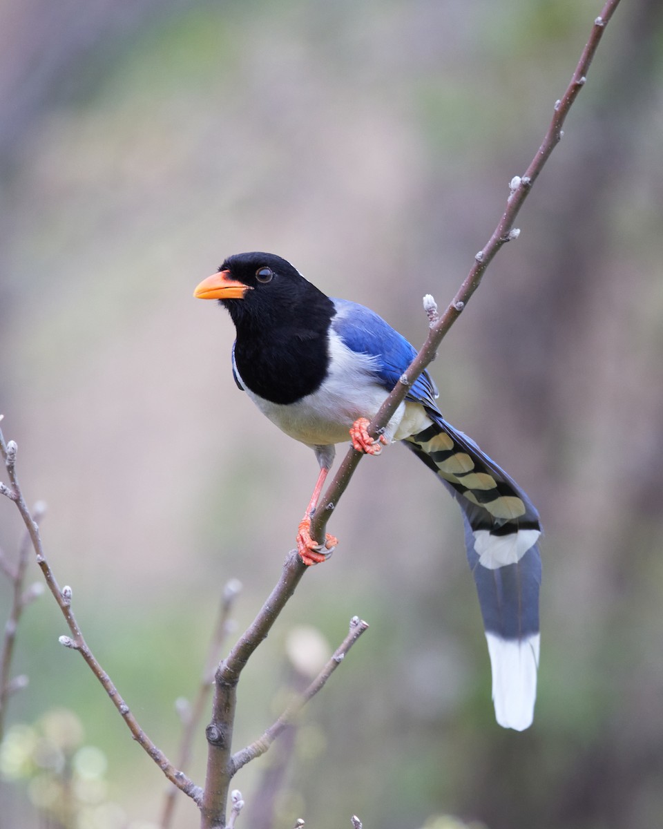 Red-billed Blue-Magpie - ML423257841