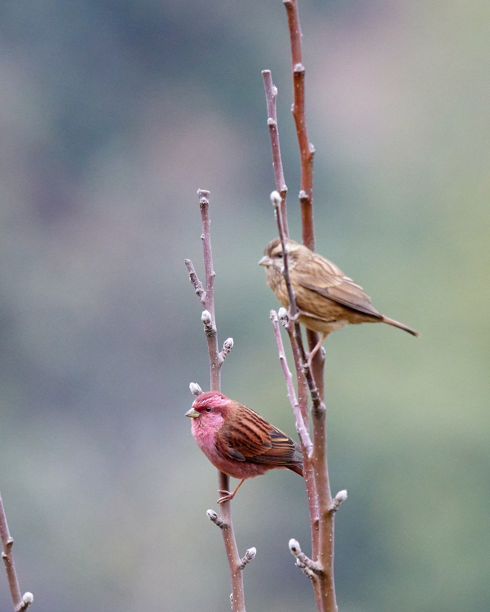 Pink-browed Rosefinch - ML423257931