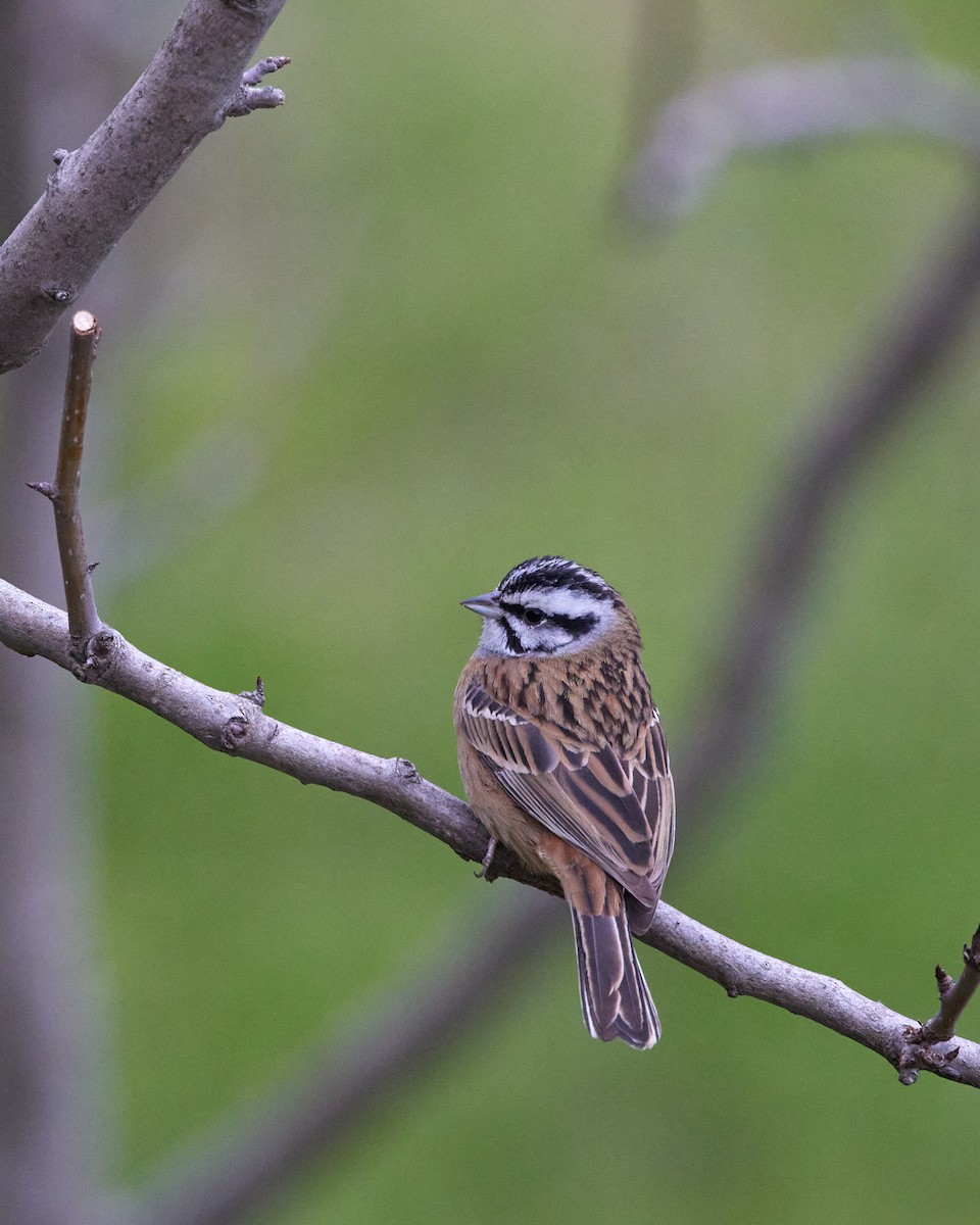 Rock Bunting - ML423257961