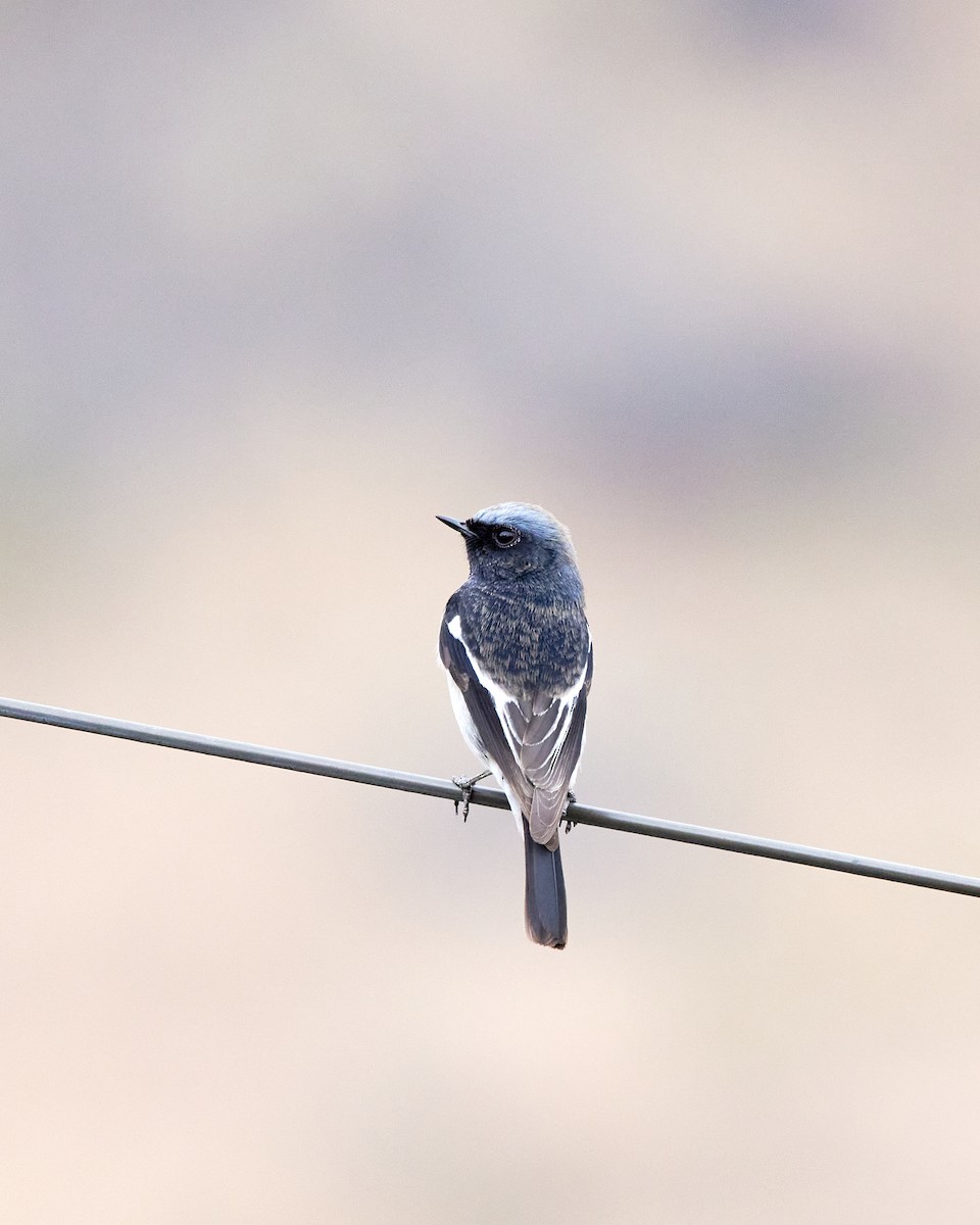 Blue-capped Redstart - ML423257971