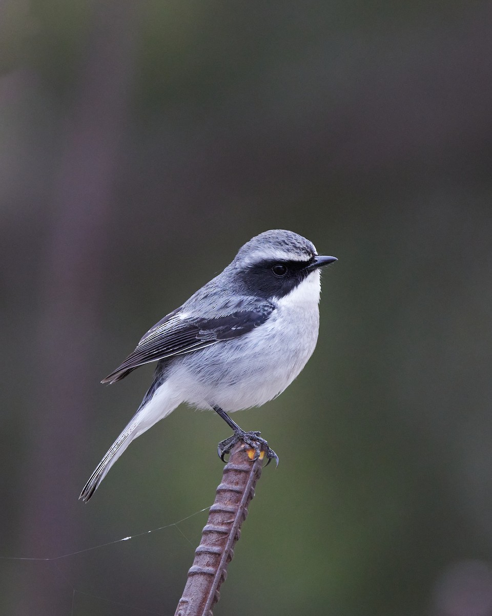 Gray Bushchat - ML423257981