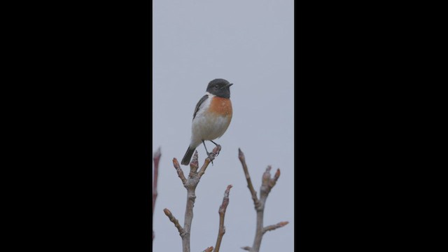 Siberian Stonechat - ML423258121