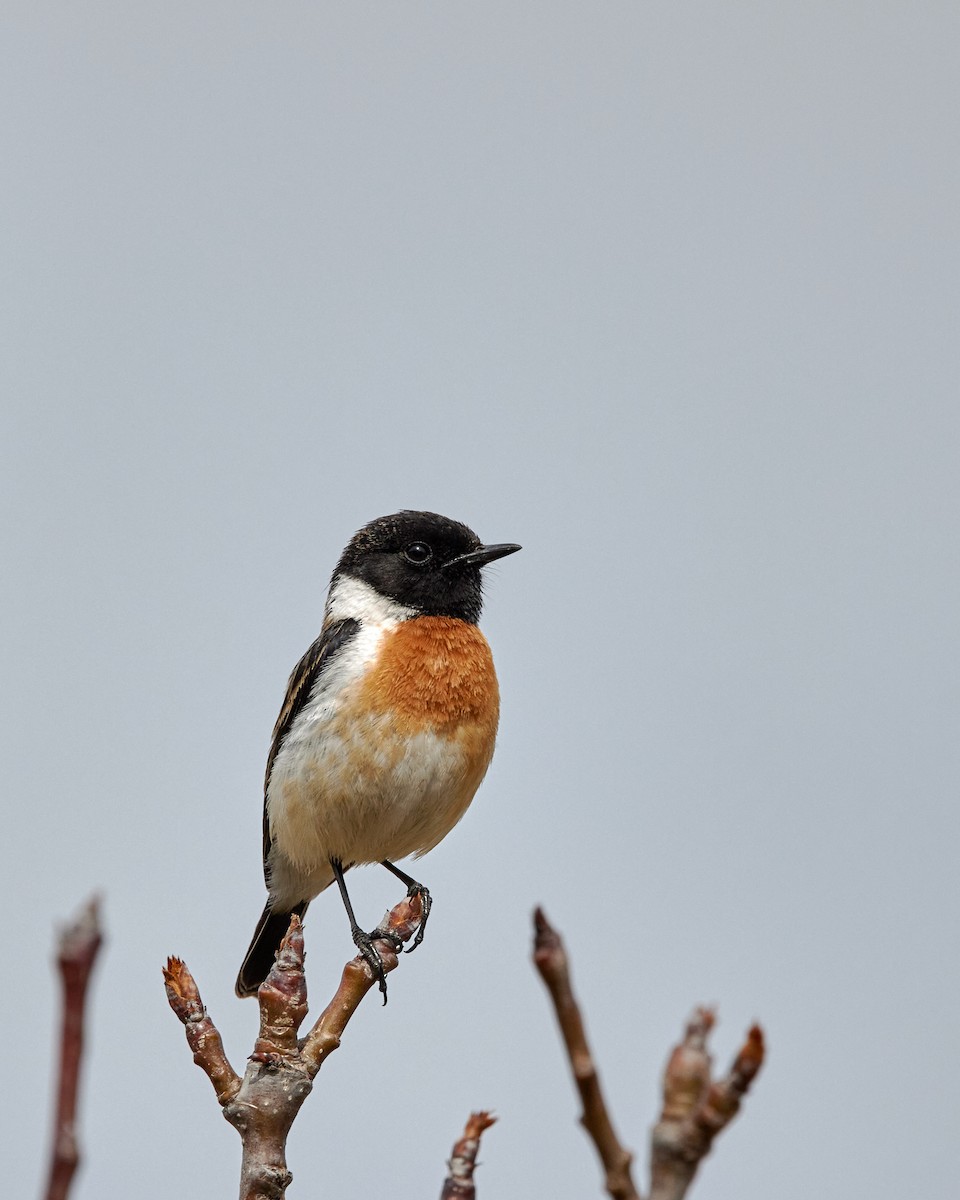 Siberian Stonechat - ML423258131