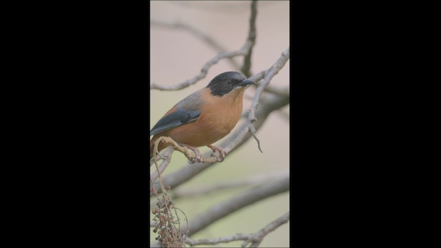 Rufous Sibia - ML423258331