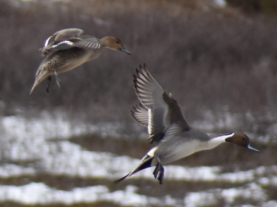 Northern Pintail - Micah Anderson