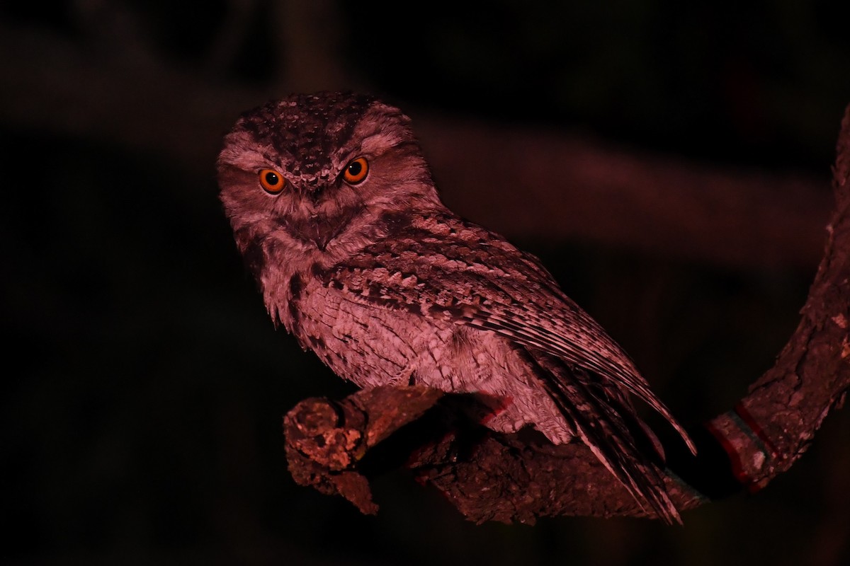 Tawny Frogmouth - Daniel Townend