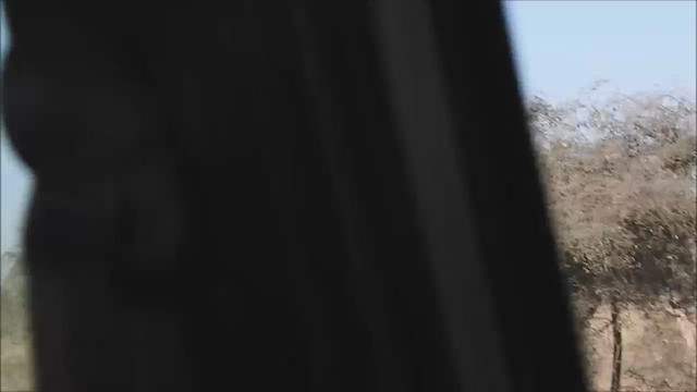 Хүрэвтэр тагтаа - ML423262021