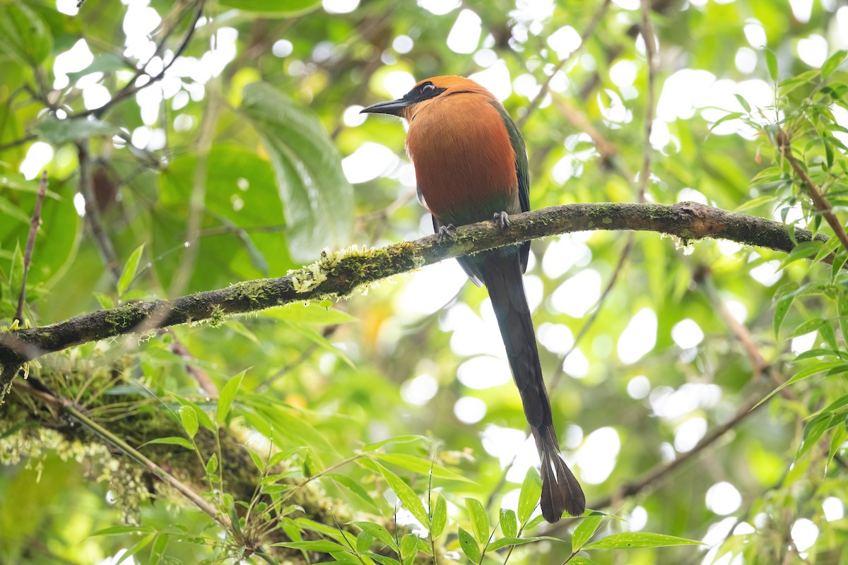Rufous Motmot - ML423262381