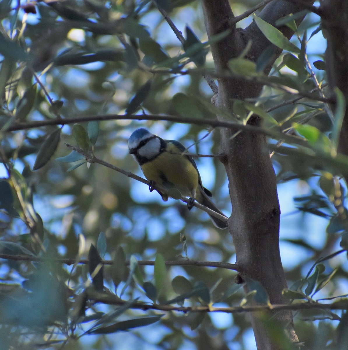 Eurasian Blue Tit - ML423263741