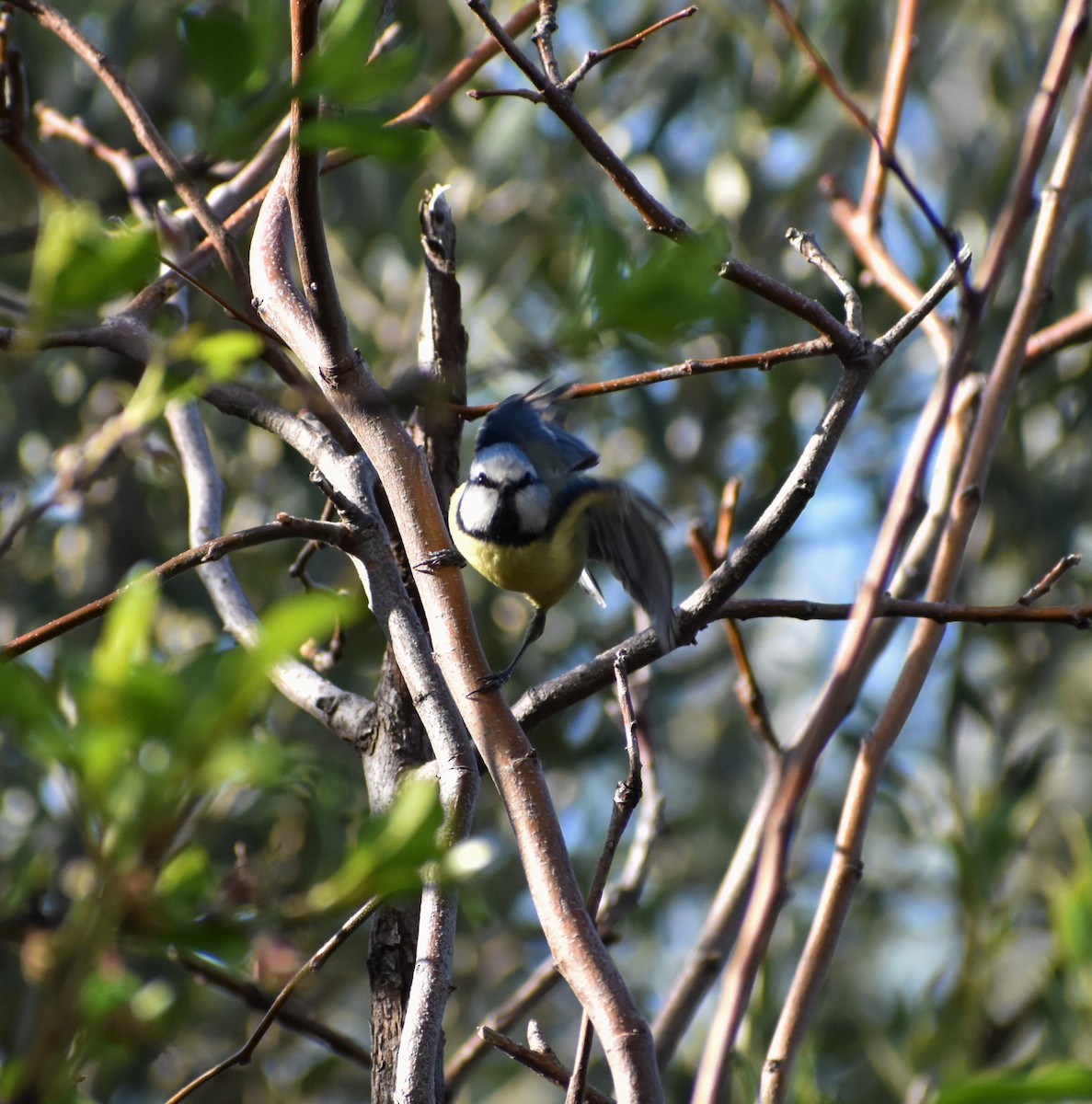 Eurasian Blue Tit - ML423263771