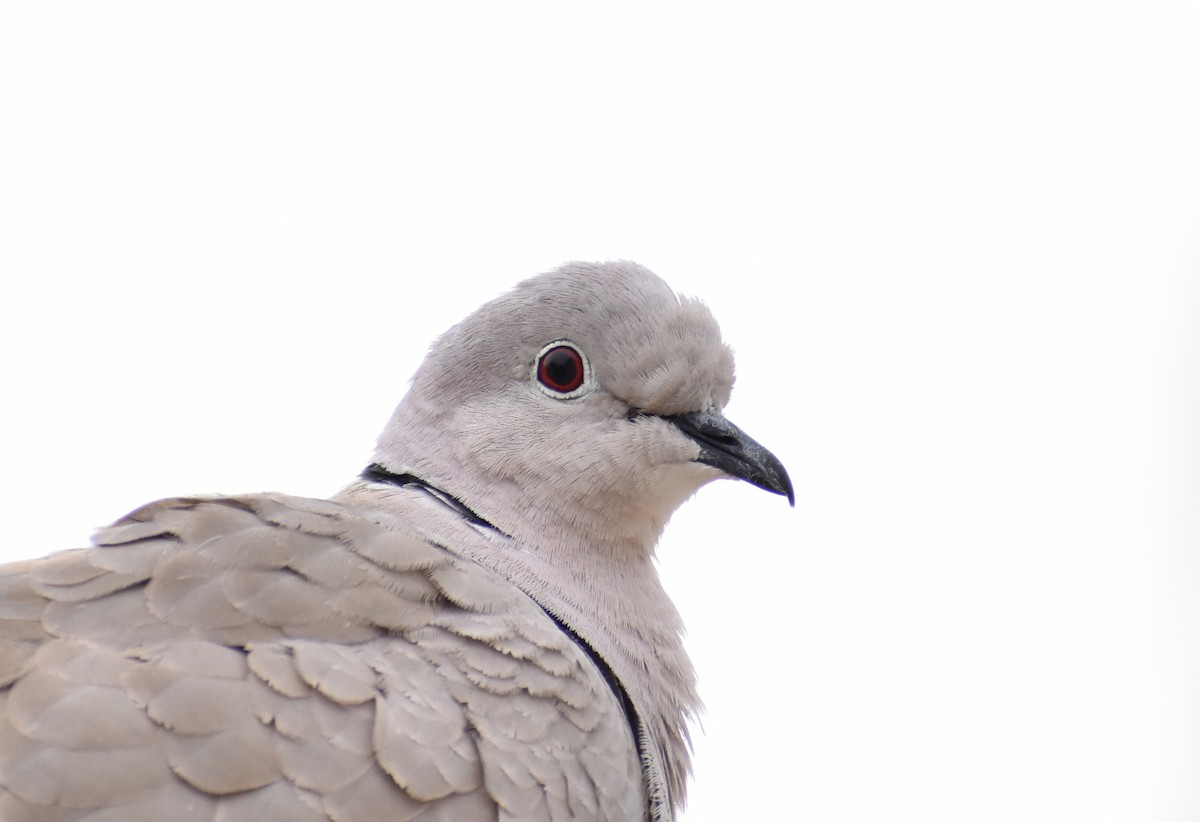 Eurasian Collared-Dove - ML423264501