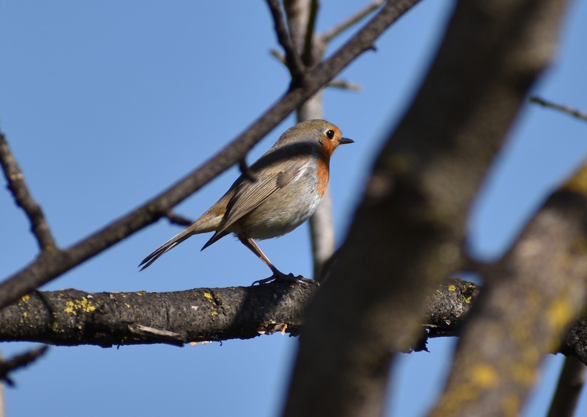 European Robin - ML423264851