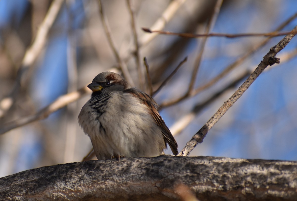 House Sparrow - ML423265091