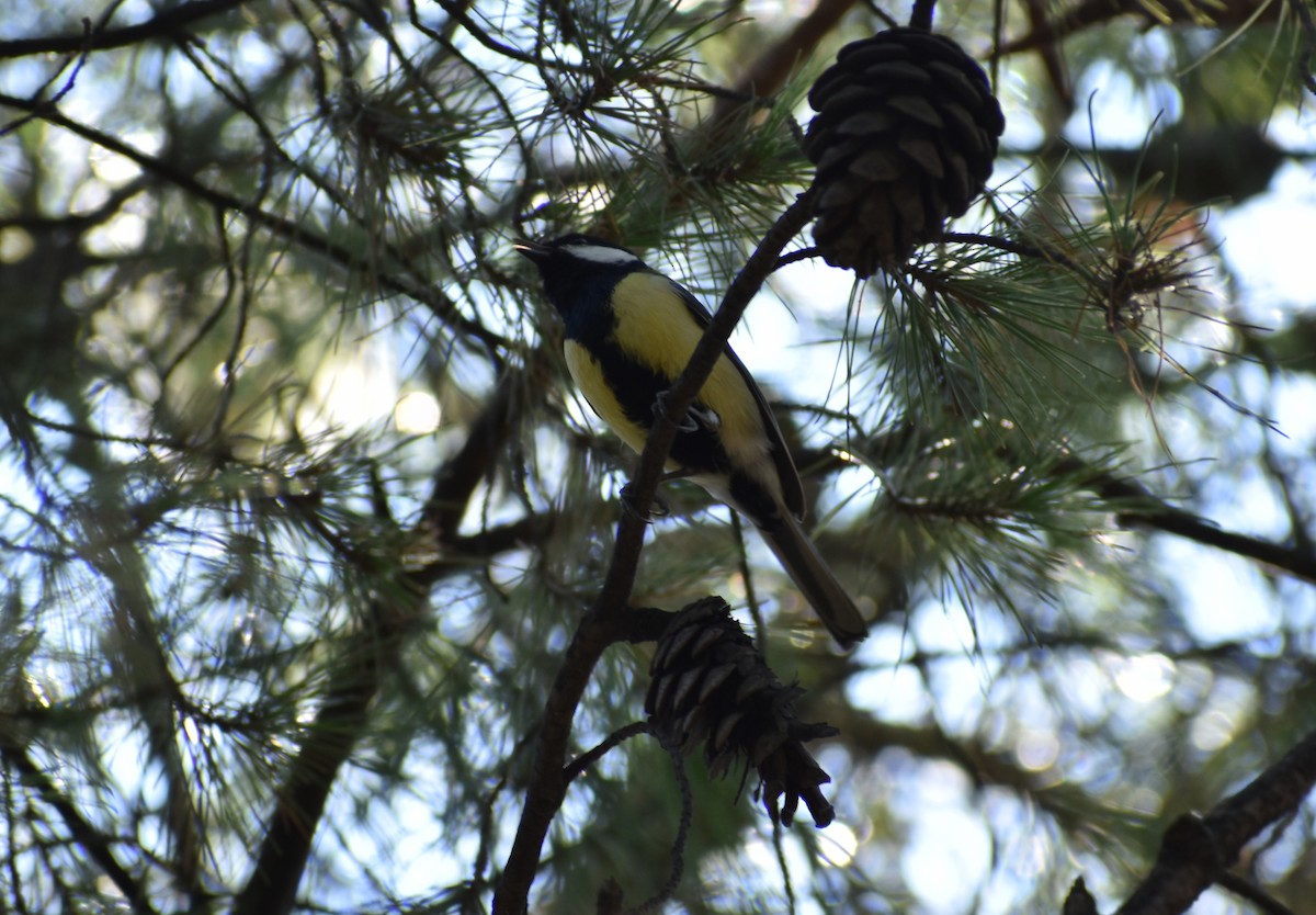 Great Tit - ML423265781