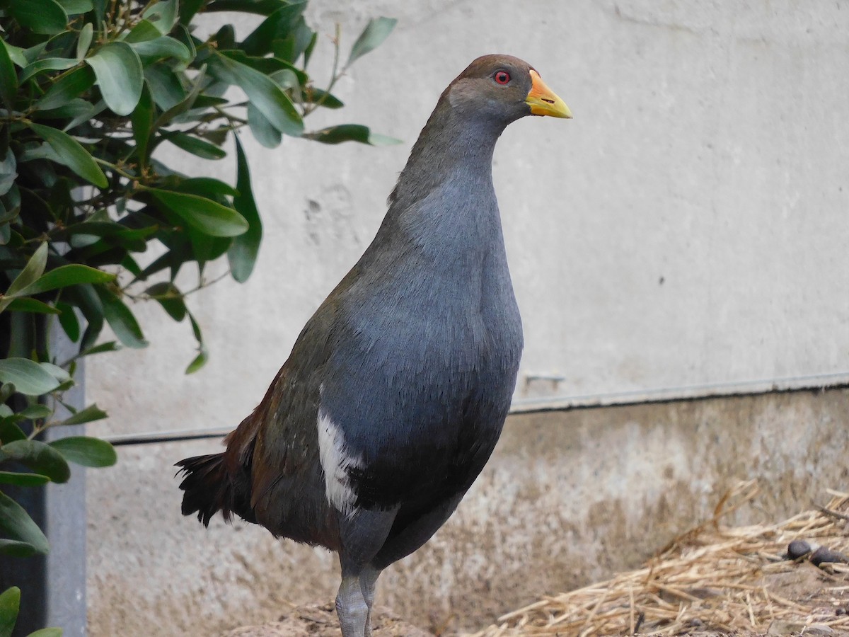 Tasmanian Nativehen - George Vaughan