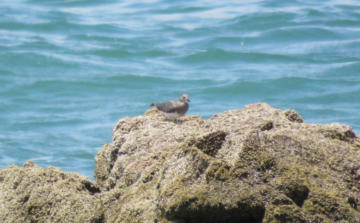 Surfbird - ML423269161