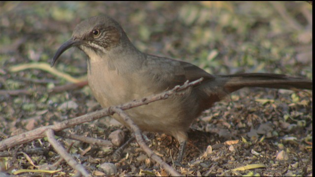 Rotsteiß-Spottdrossel - ML423271