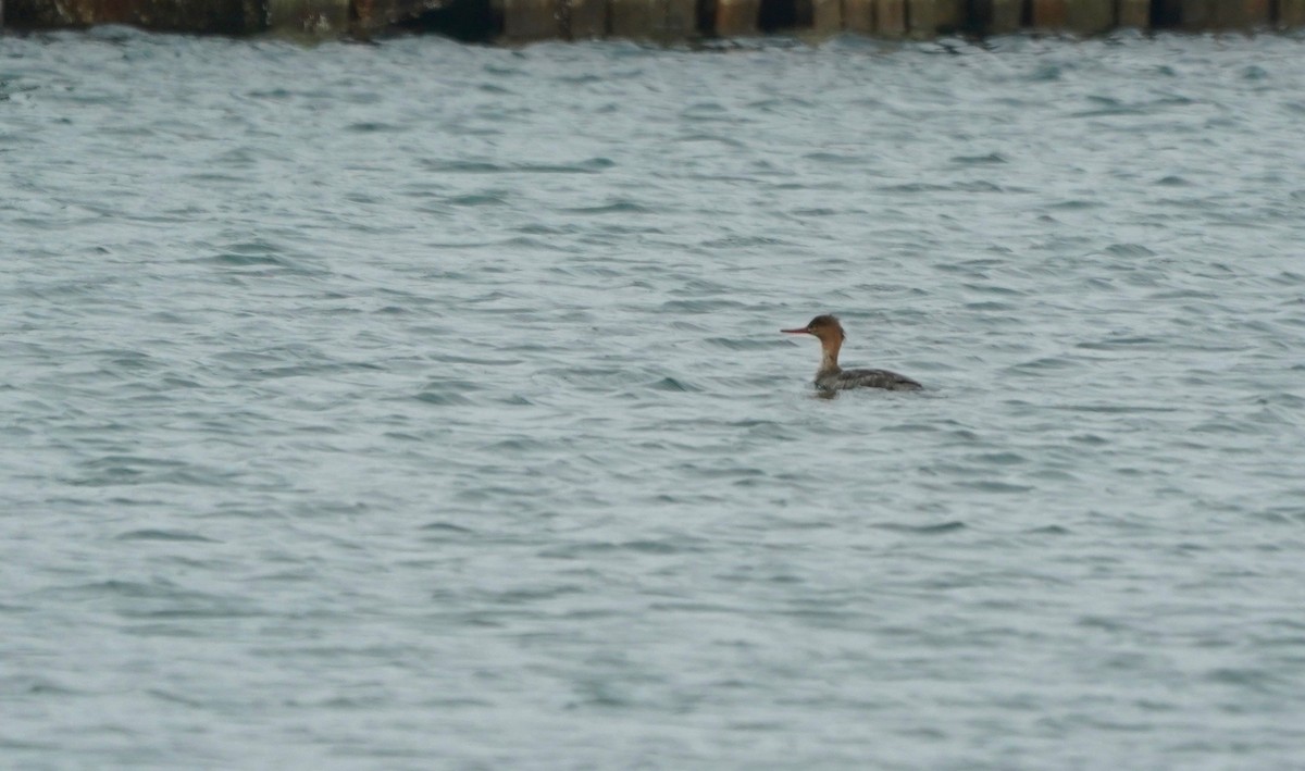 Red-breasted Merganser - Indira Thirkannad