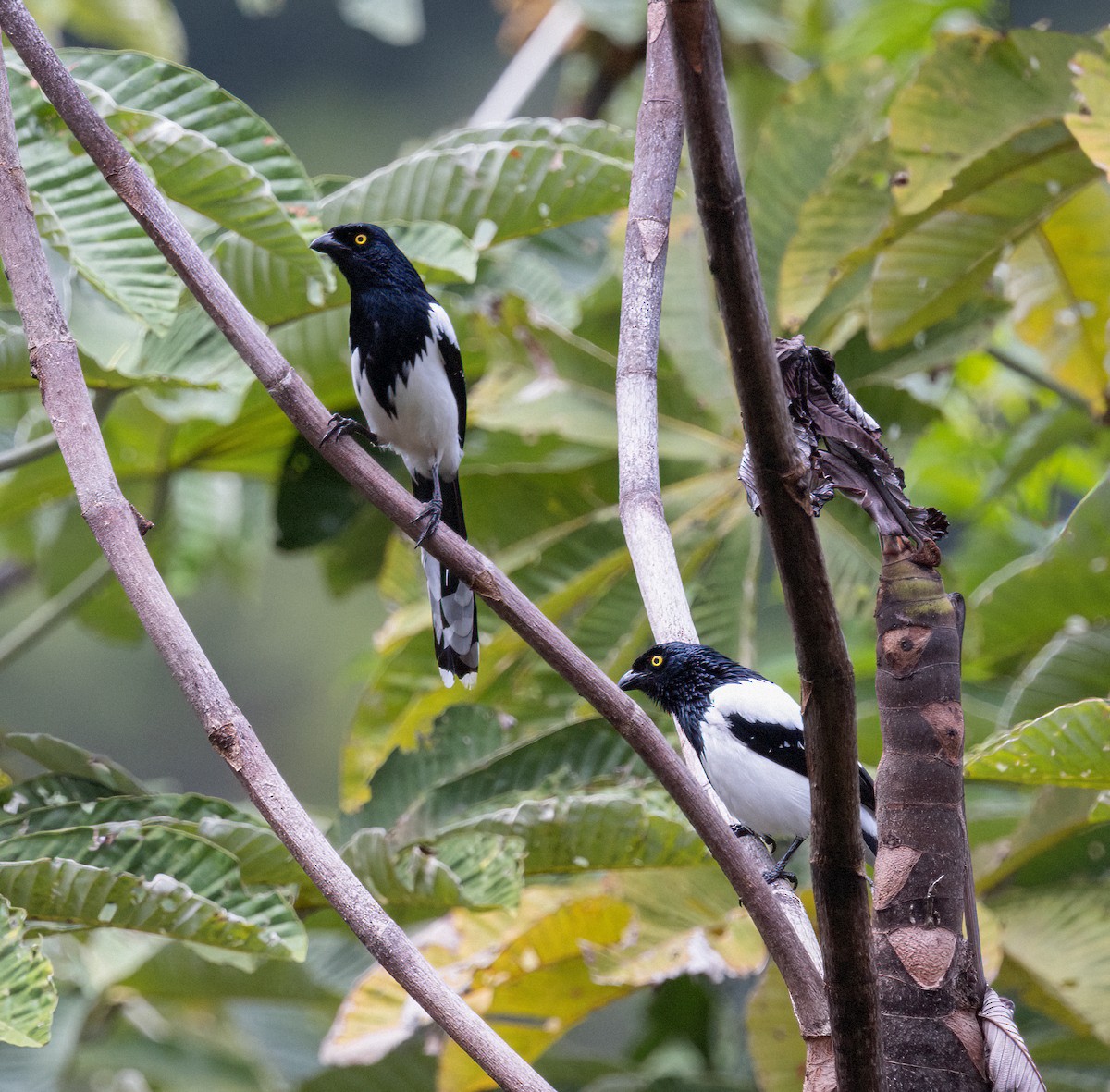 Magpie Tanager - ML423271521