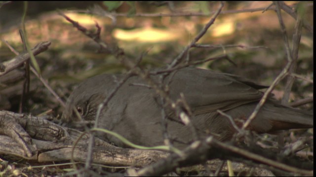 Crissal Thrasher - ML423272