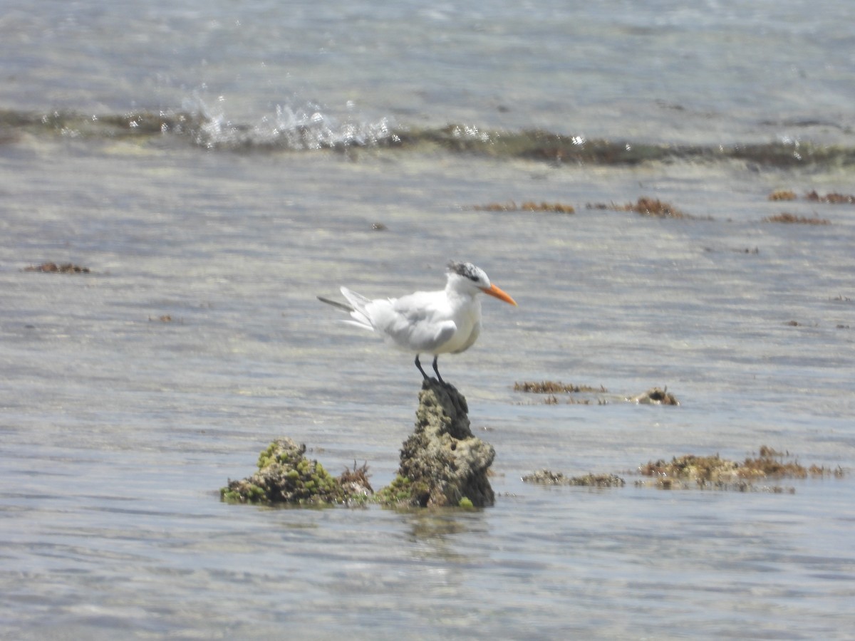 Royal Tern - ML423272151