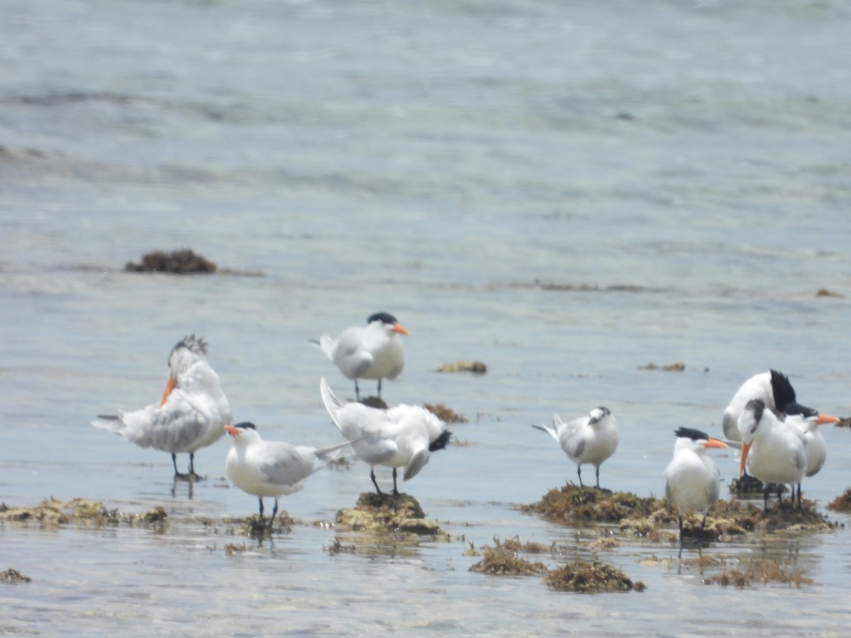 Royal Tern - ML423272191