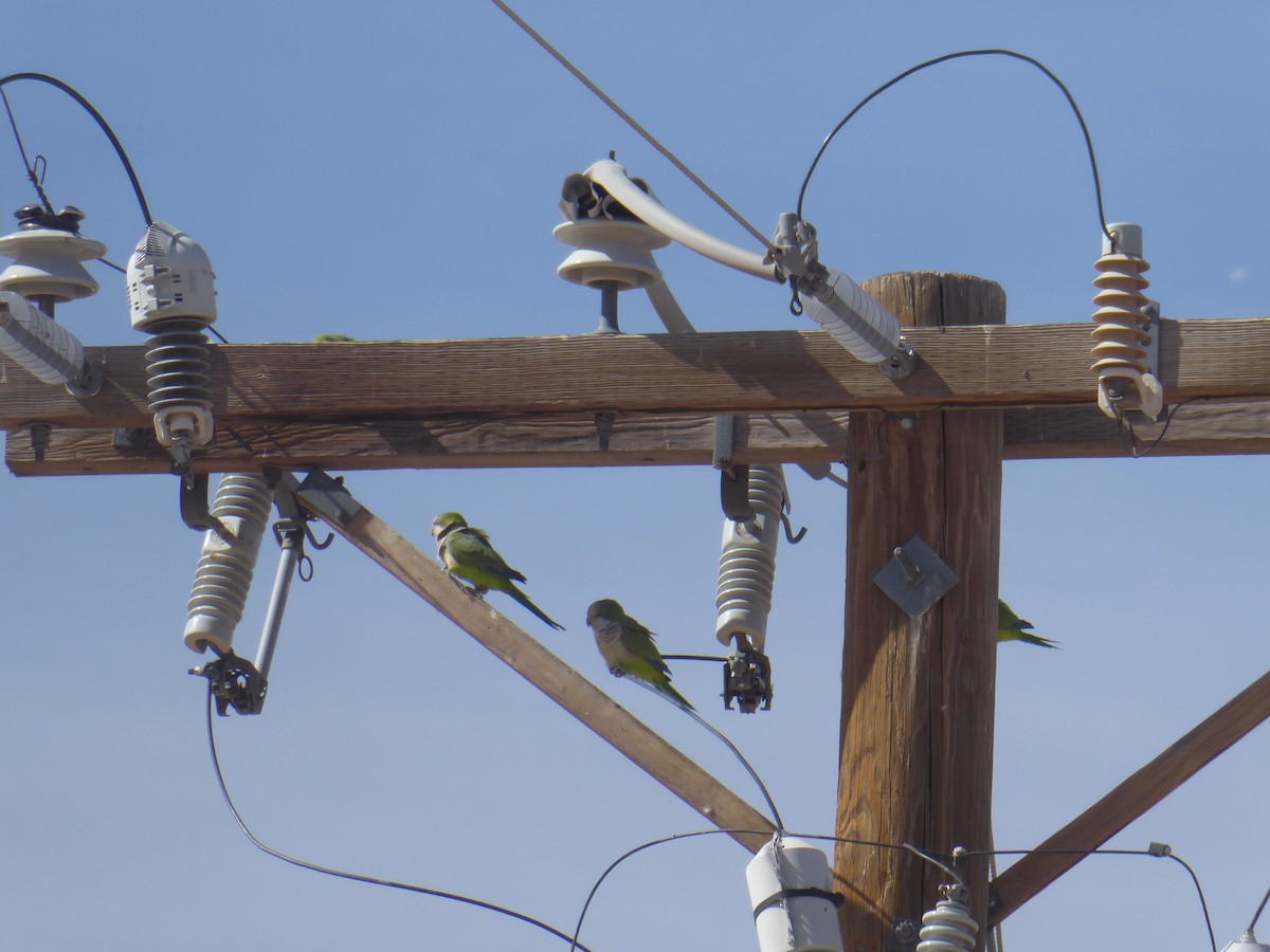 Monk Parakeet - ML423272341