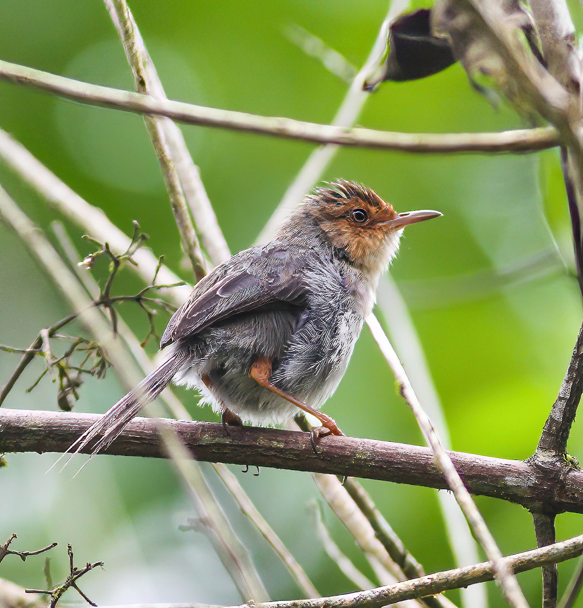 Prinia de Santo Tomé - ML423272781