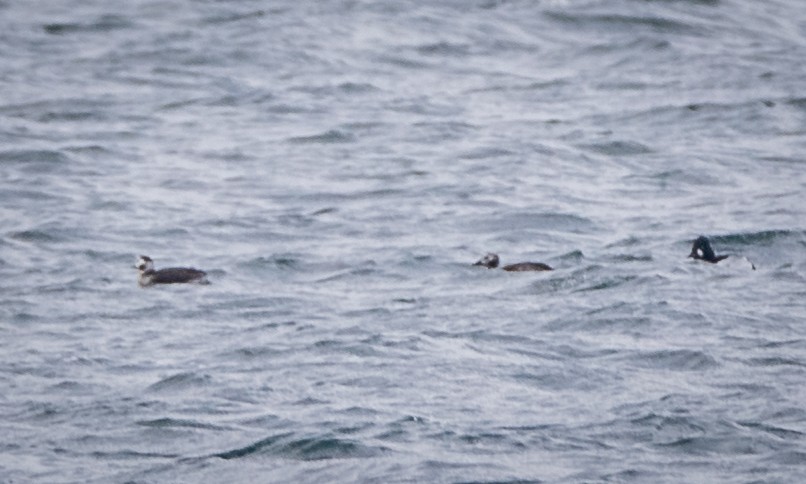 Long-tailed Duck - ML423273611