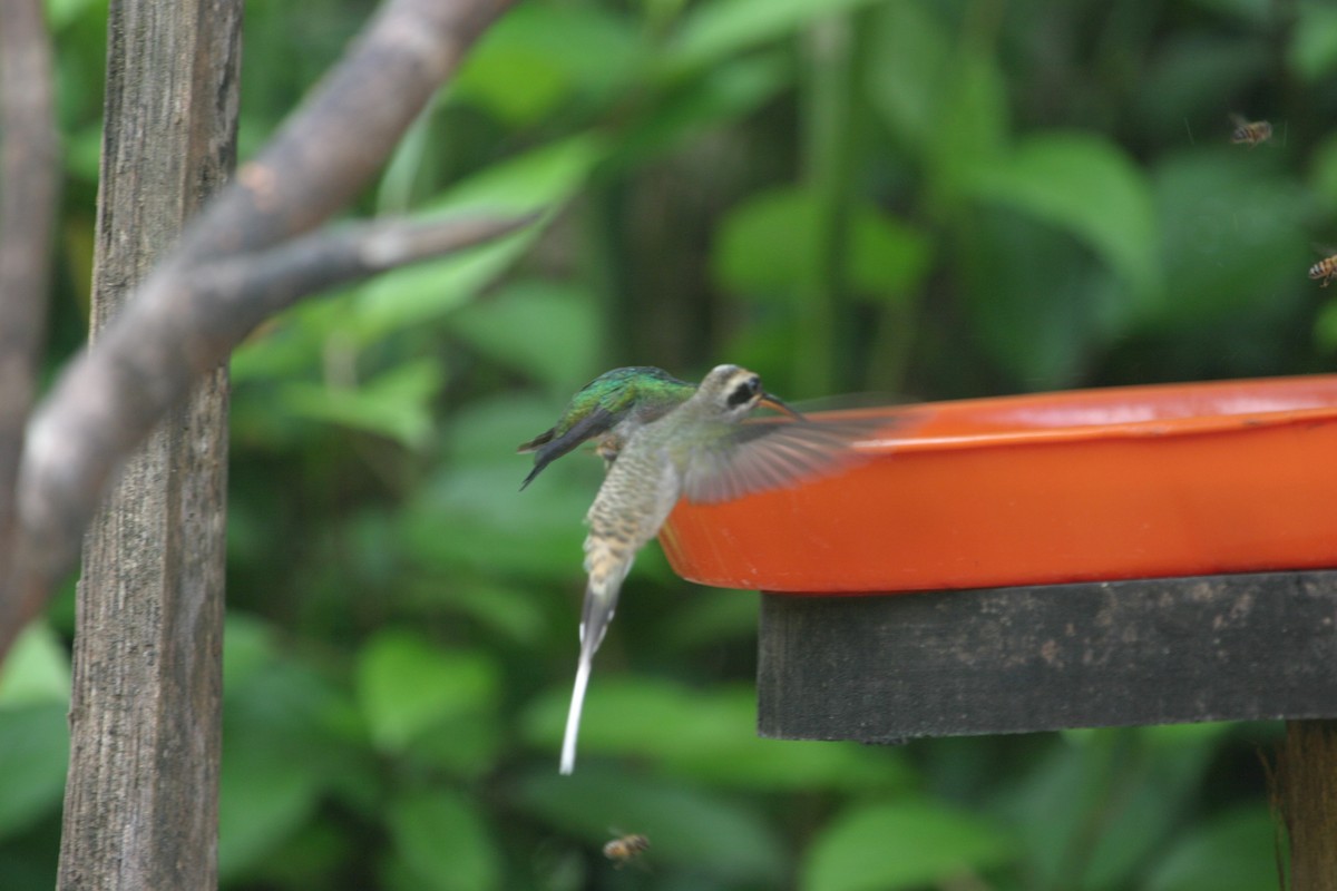 Long-billed Hermit (Baron's) - ML423273731