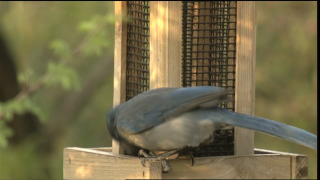 Woodhouse's Scrub-Jay (Woodhouse's) - ML423275