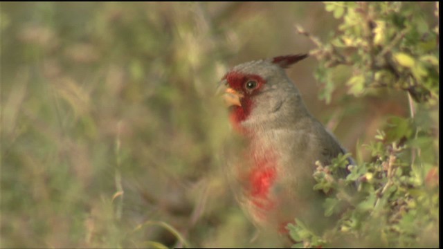 Cardinal pyrrhuloxia - ML423276