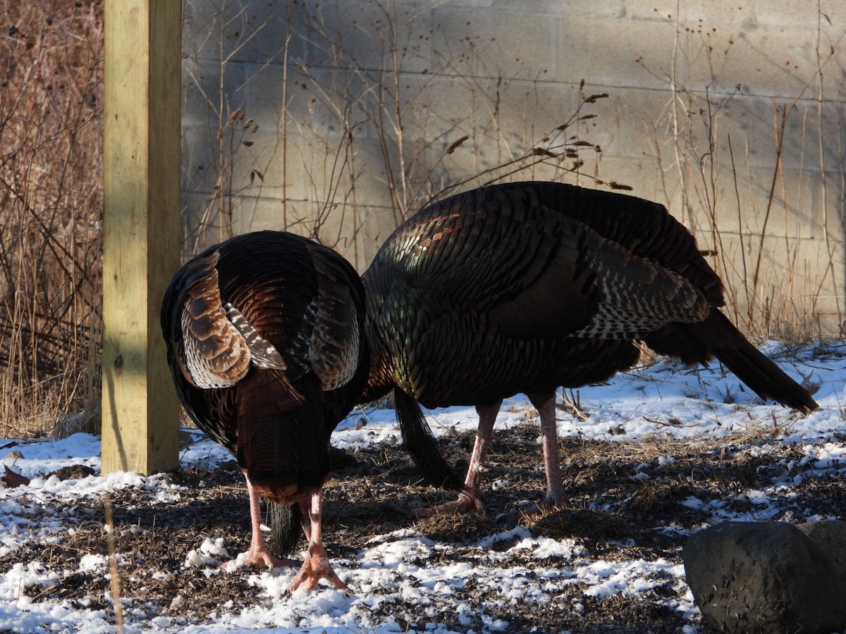 Wild Turkey - ML423277341