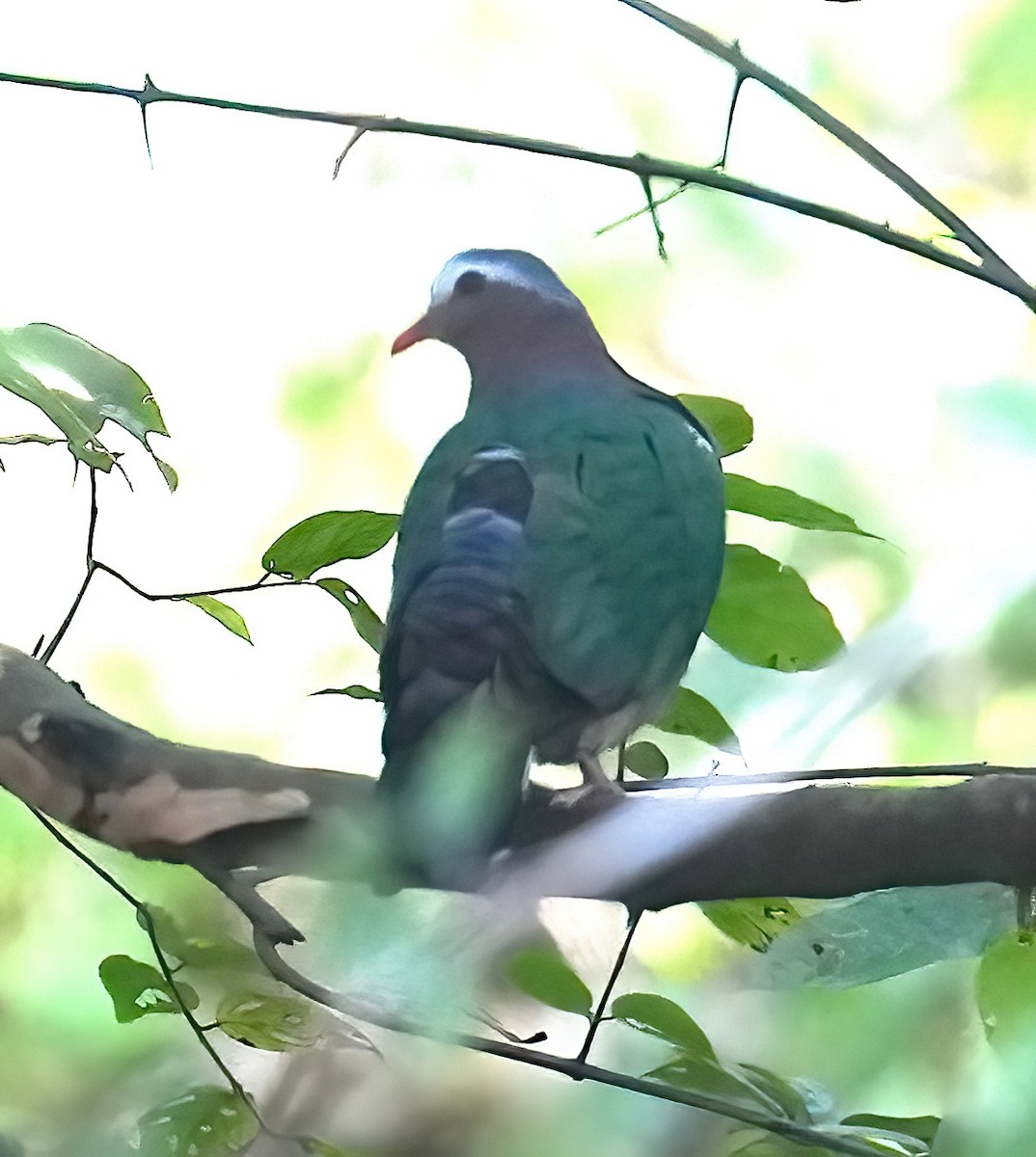 Asian Emerald Dove - ML423277481