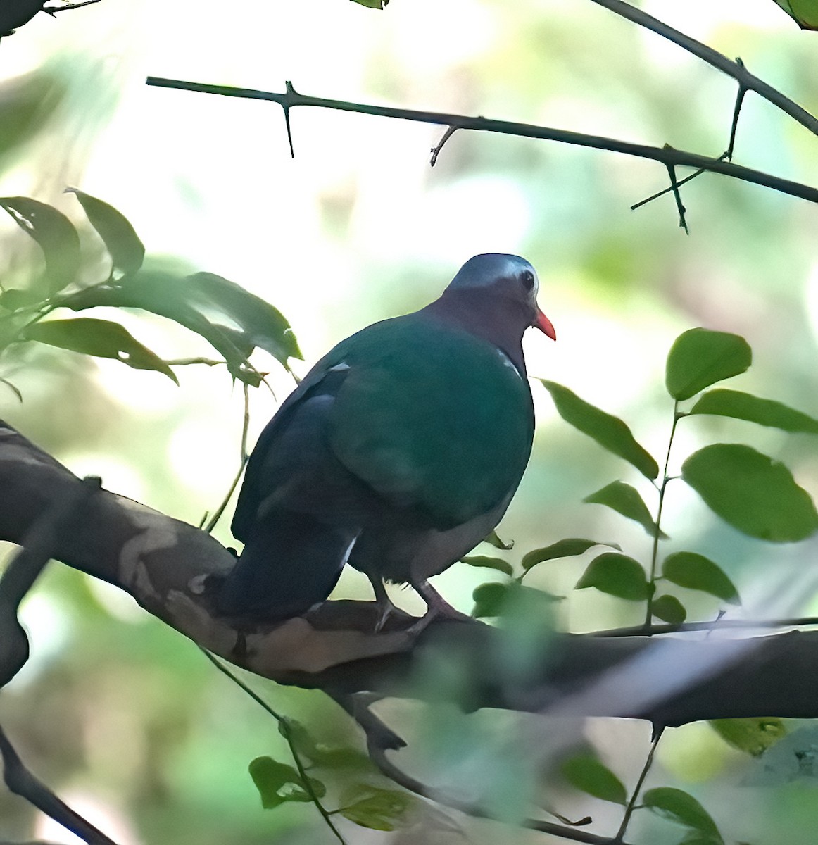 Asian Emerald Dove - ML423277491