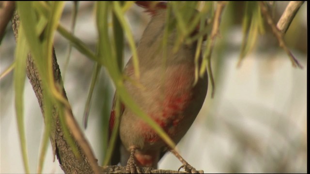 Cardinal pyrrhuloxia - ML423278