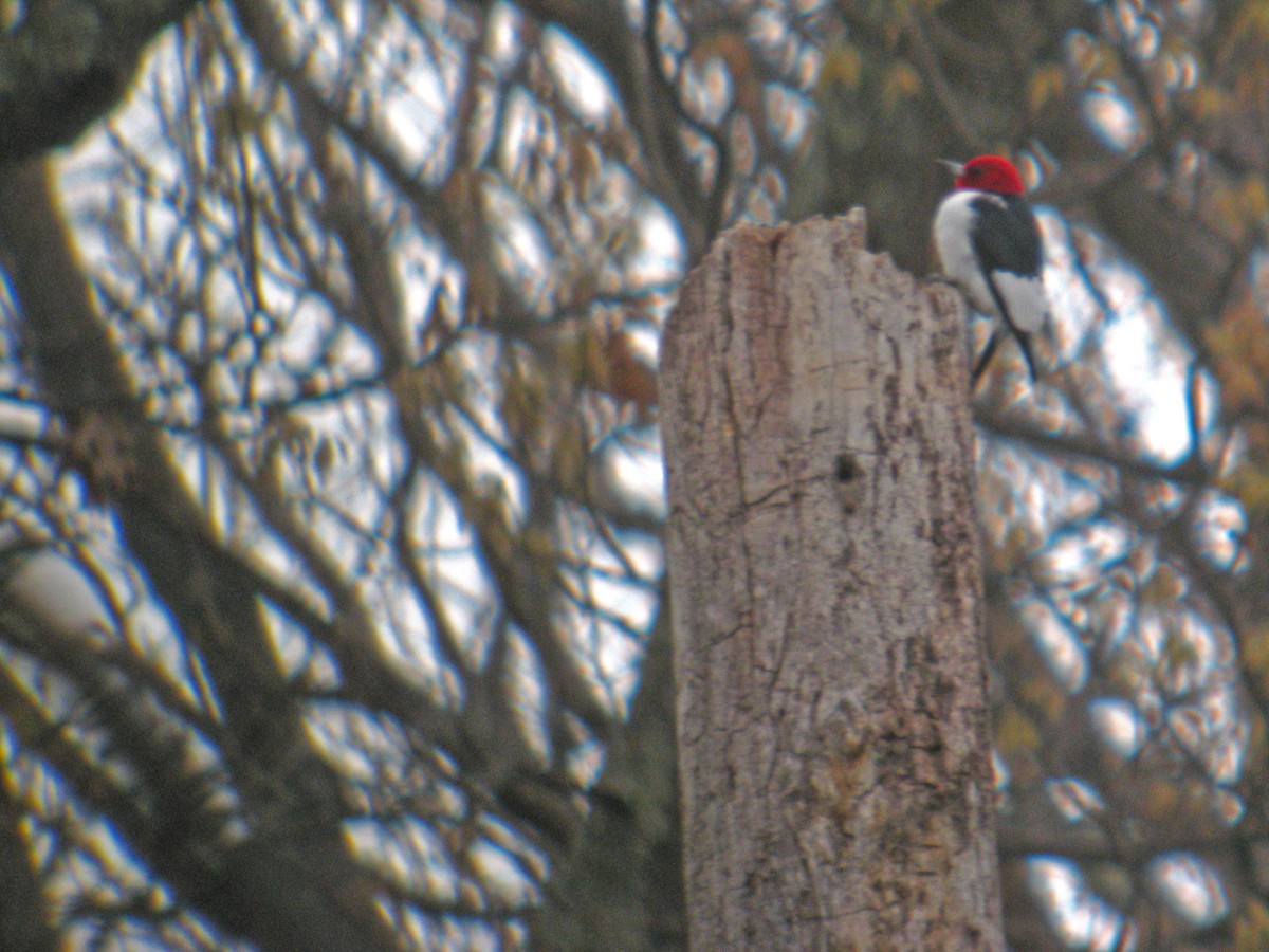 Red-headed Woodpecker - Jeremiah Trimble