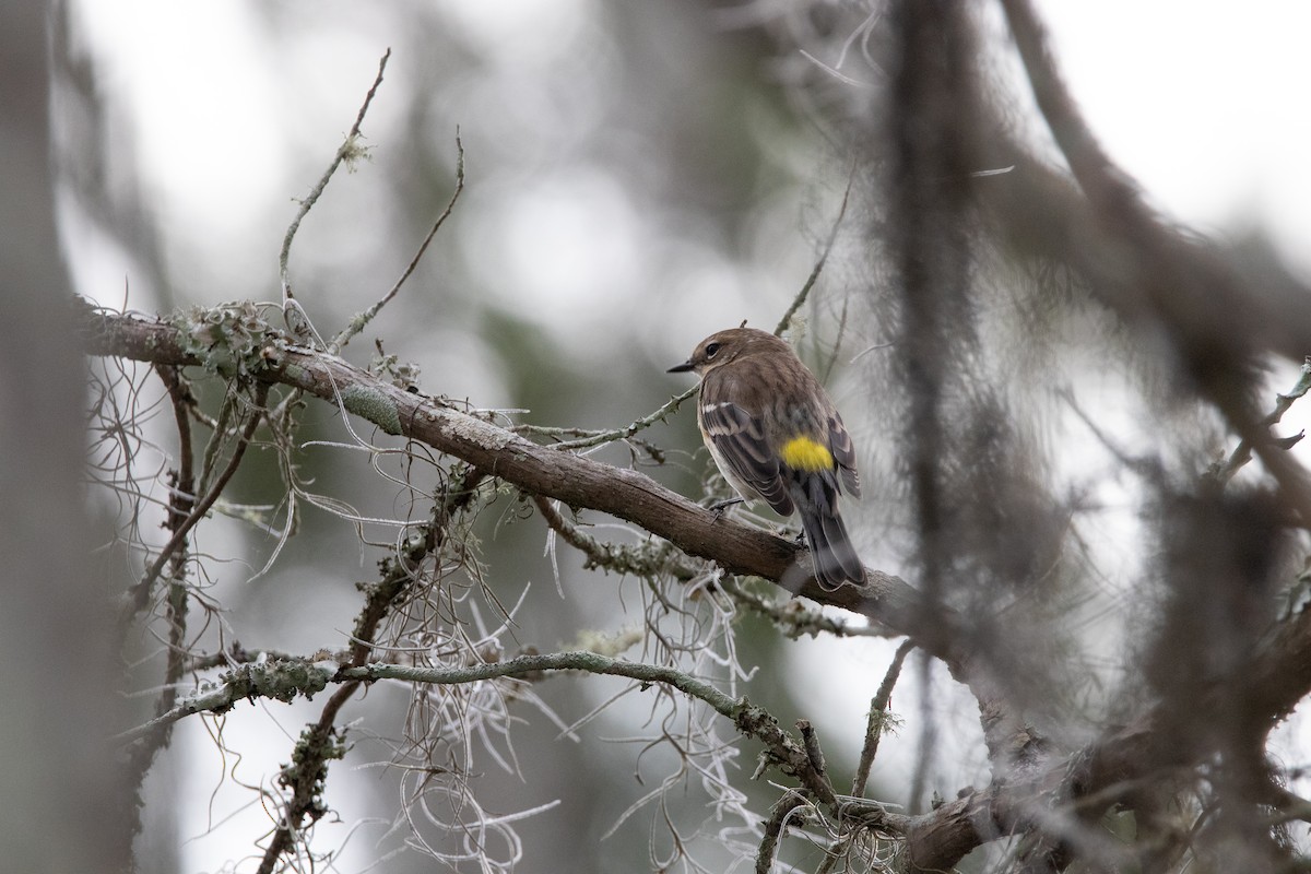 Yellow-rumped Warbler - ML423280111
