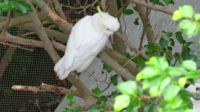 Yellow-crested Cockatoo - ML423282581