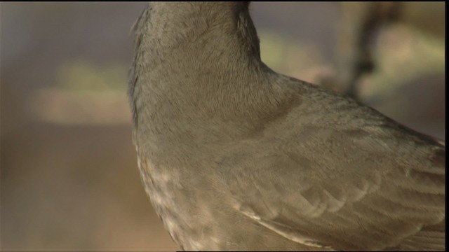 Curve-billed Thrasher - ML423283