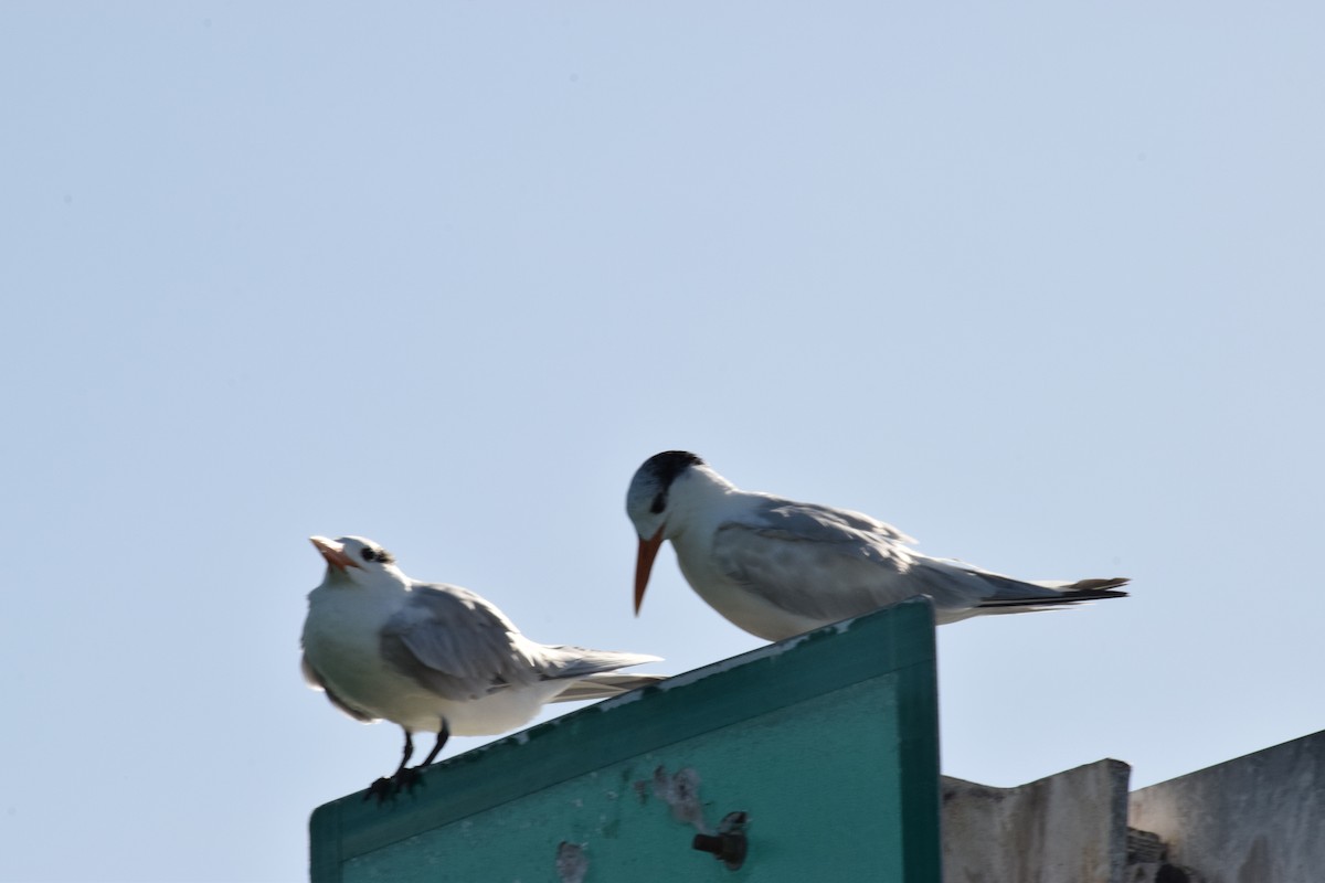 Royal Tern - ML423283261
